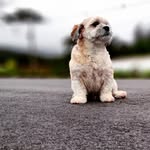 Bob Luke - @bobyluckedog - Instagram