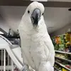 bob luke - @bob.luke4 - TikTok