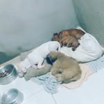 Bob, Luke, Lola e Zangado - @bob.luke.lola.zangado - Instagram
