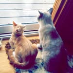 Boba + Luke - @boba.and.luke - Instagram