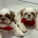 bobluke shihtzu🐶🐶 - @bobluke2023 - Instagram