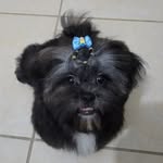Luke 🐶 Bob 🐶 - @bob_luke_pets - Instagram