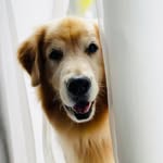 Bob & Marley & João & Maria - @bob_marley_goldenretriever - Instagram