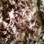 Bob - @bobmate - Instagram