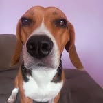 Bob Beagle Masetti - @bobmazetti_beagle - Instagram
