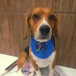 Bob Mazetti Beagle - @bobmazetti - Instagram