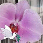 Bob McCoy - @bobmccoy34987 - Instagram