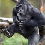 Bob M Mclaren - @rockapebob - Instagram