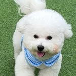 밥메리🐶 - @bob__merry - Instagram