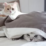 @bobmerry.funnycat - Instagram