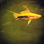 Bob Merz - @africanrocktropicals - Instagram