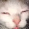 shmickel bob - @shmickel.bob - TikTok