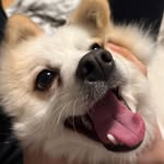Bobo - @bobomittendrin - Instagram