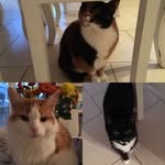 Marla, Mittens & Bobby Bradley - @marla_bobby_mittens - Instagram