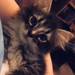 Princess Mittens - @mittensbobittens - Instagram