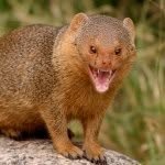 @bob_mongoose - Instagram