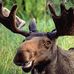 Bob Moose - Facebook