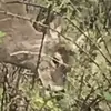 bobmoose - @moosethechicke - TikTok