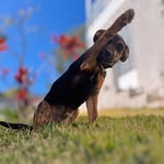 BOB 🐶 - @bob_muller05 - Instagram