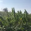 bobmulliken - @bobmulliken - TikTok