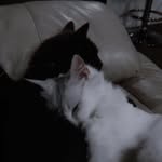 Pangur Bán - @_.bob_.newby - Instagram