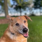 Bob Nichol - @the_roaming_yosh_and_wiggy - Instagram