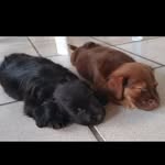Bob & Nick - @bobnick36 - Instagram