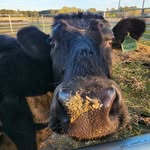 Bob Nunnery - @swampbubblesfarm - Instagram