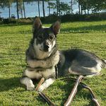 Bobby Nyberg - @bobbysjakt - Instagram