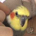 Bob - @bob.ohrt - Instagram