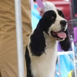 Bob Parkhurst - @sportingdogbob - Instagram