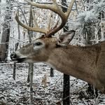 Bobby Parnell - @rivers_edge_taxidermy - Instagram