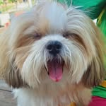 Bob🐶 - @obobperalta - Instagram