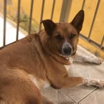 Bob Peralta - @bob_the_dog113 - Instagram