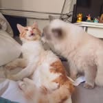 Bob&Philip😻 - @bob_and_filip - Instagram