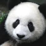 Maddox - @bobphilip_maddox - Instagram