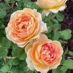 Robert Pickard - @bobtheflower_guy - Instagram
