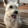 Bob_pike - @bob__pike - TikTok