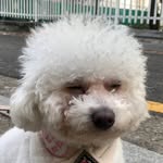 시고르푸드르 크림푸들 밥풀이🍚 - @bobpoolee - Instagram
