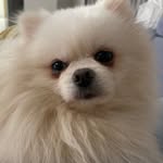 밥풀이🐾🐶🐾 - @bob_pool_e - Instagram