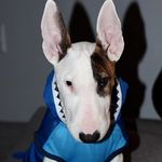 BOB PROCTOR BULTERRIER - @bobproctor.bulterrier - Instagram