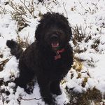 Robert Quigley - @bob_the_quigley_dog - Instagram