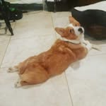 Bob Rath - @phatbob_the_corgi - Instagram