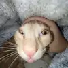 Szyszunia🤘🏻 - @z.bobrecka - TikTok
