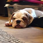 Bob 🐶 - @bob_reisner - Instagram