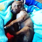 bob reis - @bob_reiss - Instagram