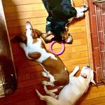 リッキー、ボブ、ラッキー - @ricky_bob_lucky - Instagram