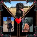Bob.Toffee.Rio - @bob.rio.toffee - Instagram