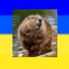 😼Тот самый бобрик🍵 - @_.bobr_off._ - TikTok