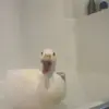 bobrossisnotmydad59 - @bobrossisnotmydad59 - TikTok